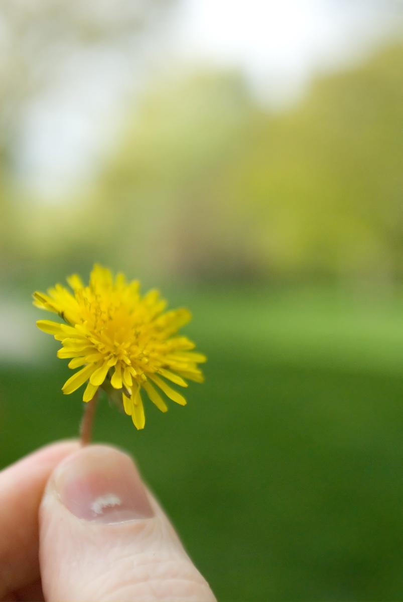 Central - Dandelion